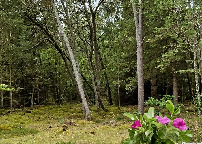 Authentic Idyll Near And Forest *